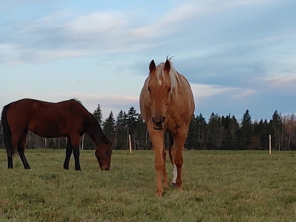 The Healing Farm | 7847 NB-116, Bass River, NB E4T 1L4, Canada | Phone: (506) 705-6191