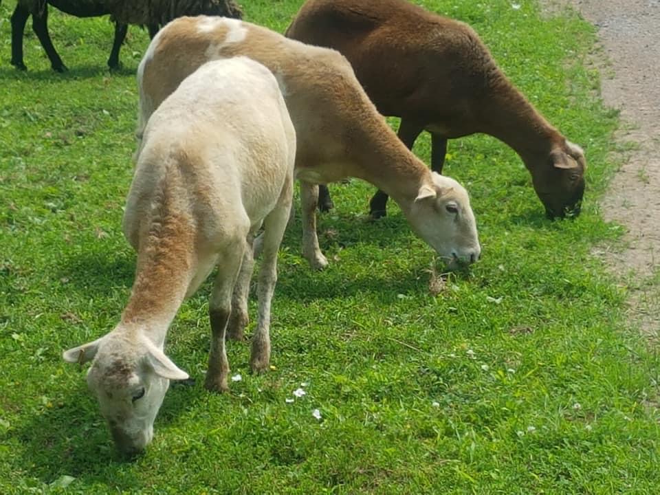 Belding Hill Farms | 404 Ravine Rd, Norton, NB E5N 7S9, Canada | Phone: (506) 832-3752