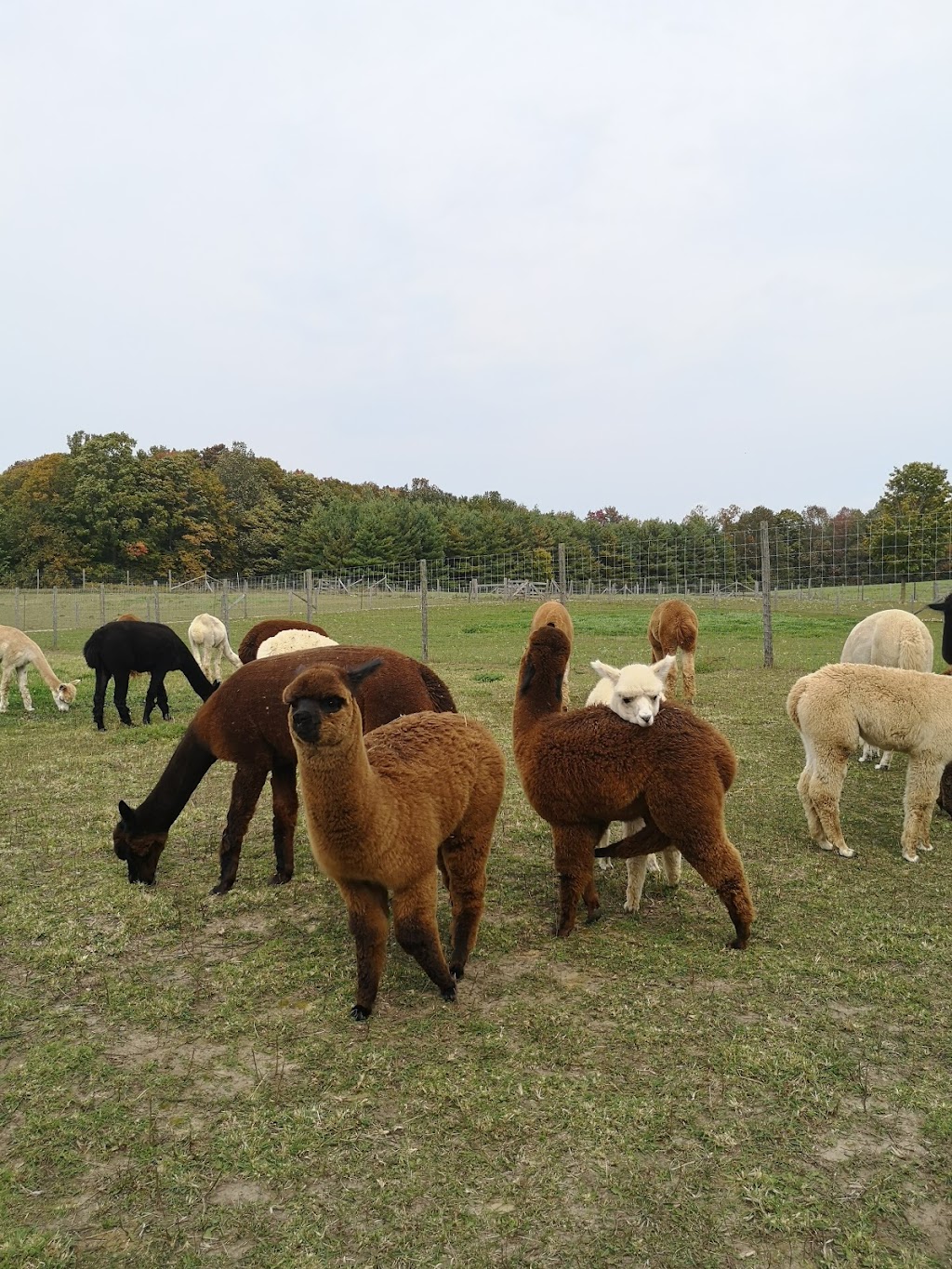 Andres Alpacas | 33201 Grey Rd 28, Hanover, ON N4N 3B8, Canada | Phone: (519) 364-4921
