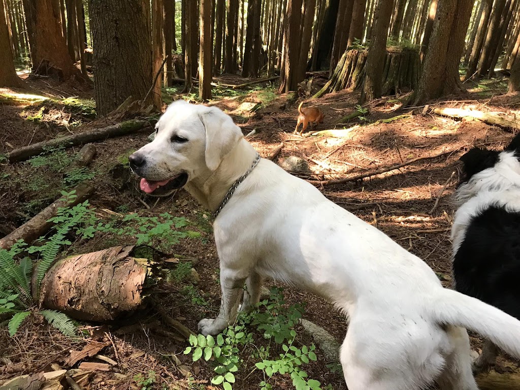 ALPHA DOG PET CARE | 2700 Queens Ave, West Vancouver, BC V7V 2Y8, Canada | Phone: (778) 999-3647