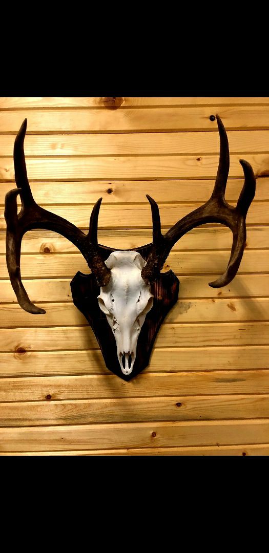 Striga Taxidermy | Mayfair, SK S0M 1S0, Canada | Phone: (306) 240-8028