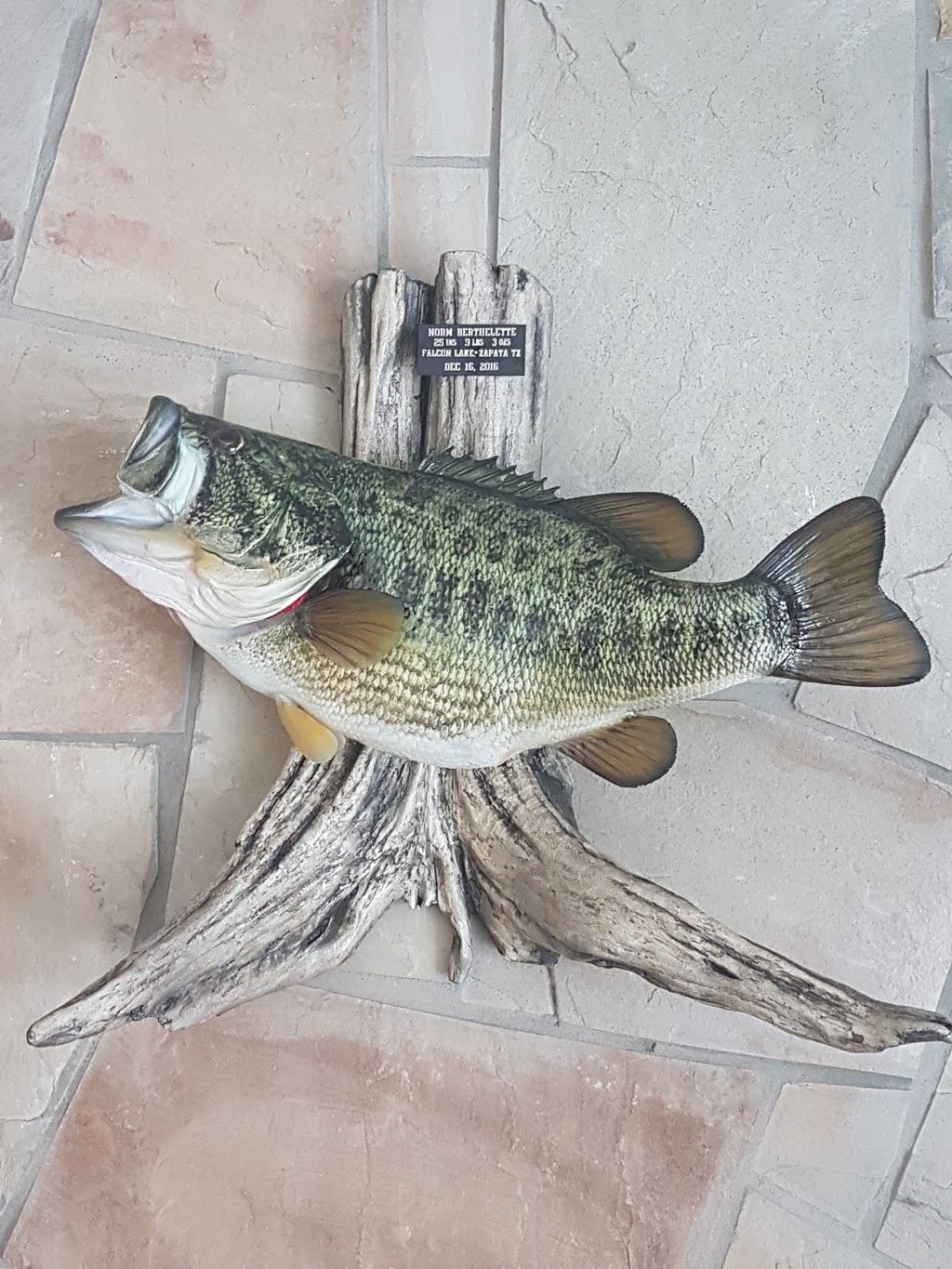 Brain’s Taxidermy | 37 14 Line N N, Orillia, ON L3V 8J3, Canada | Phone: (705) 327-7889
