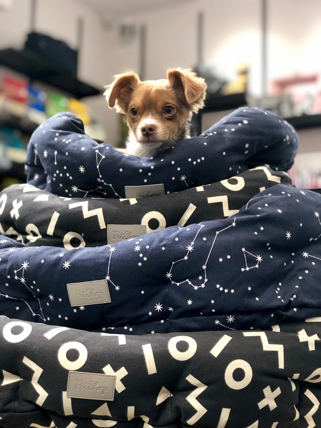 Chien Mondain - Mode Canine | 2305 Chemin Rockland, Mont-Royal, QC H3P 3E9, Canada | Phone: (514) 437-9663
