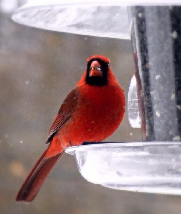 Porters Hill Wild Bird Seed co. | 34477 Mill Rd, Bayfield, ON N0M 1G0, Canada | Phone: (519) 565-5959