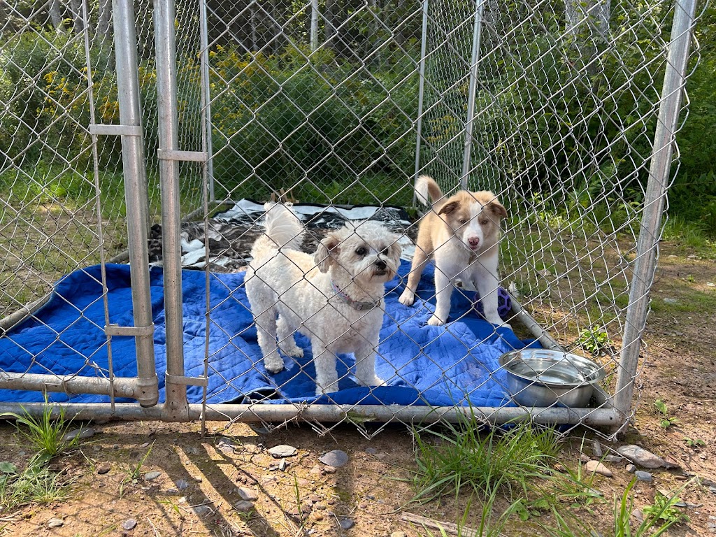 Knoctons Doggie Daycare and Boarding | 206 Dagger Woods Rd, Antigonish, NS B0H 1R0, Canada | Phone: (902) 870-7329