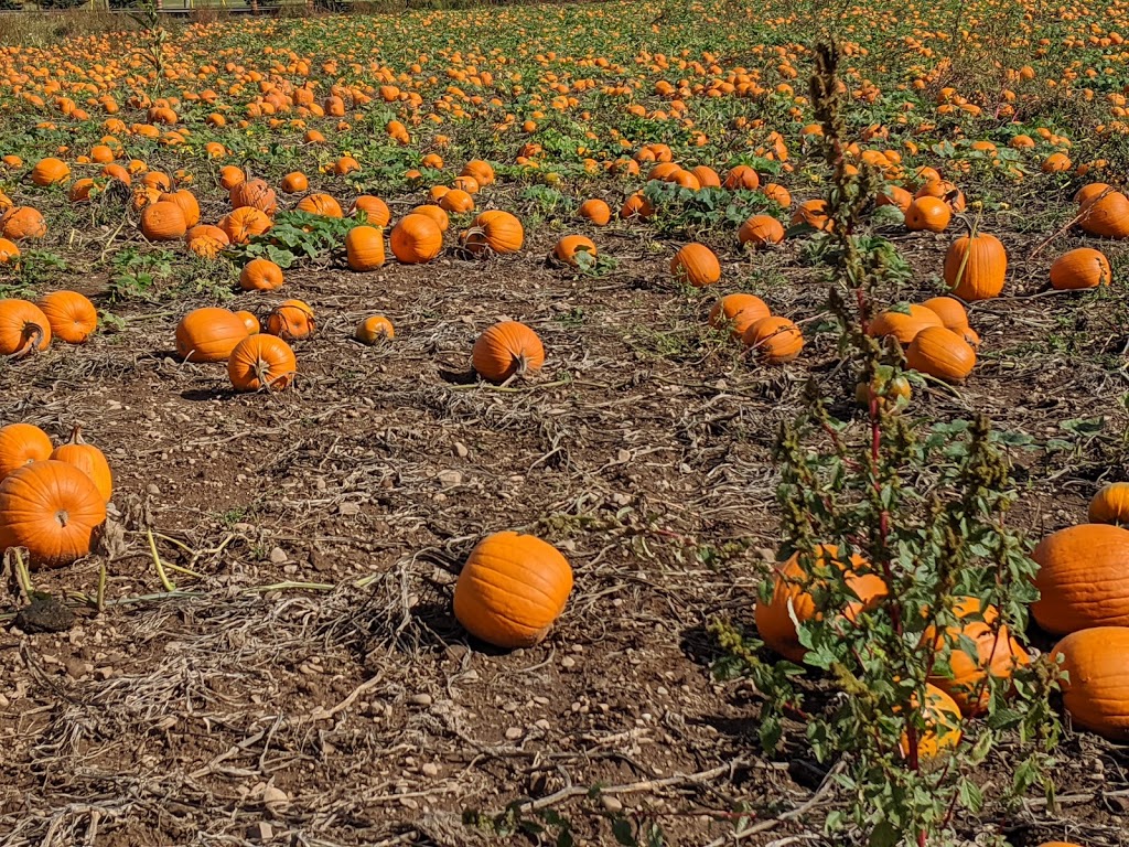 Stonehaven Farm Market | 7388 Guelph Line, Campbellville, ON L0P 1B0, Canada | Phone: (905) 878-1870