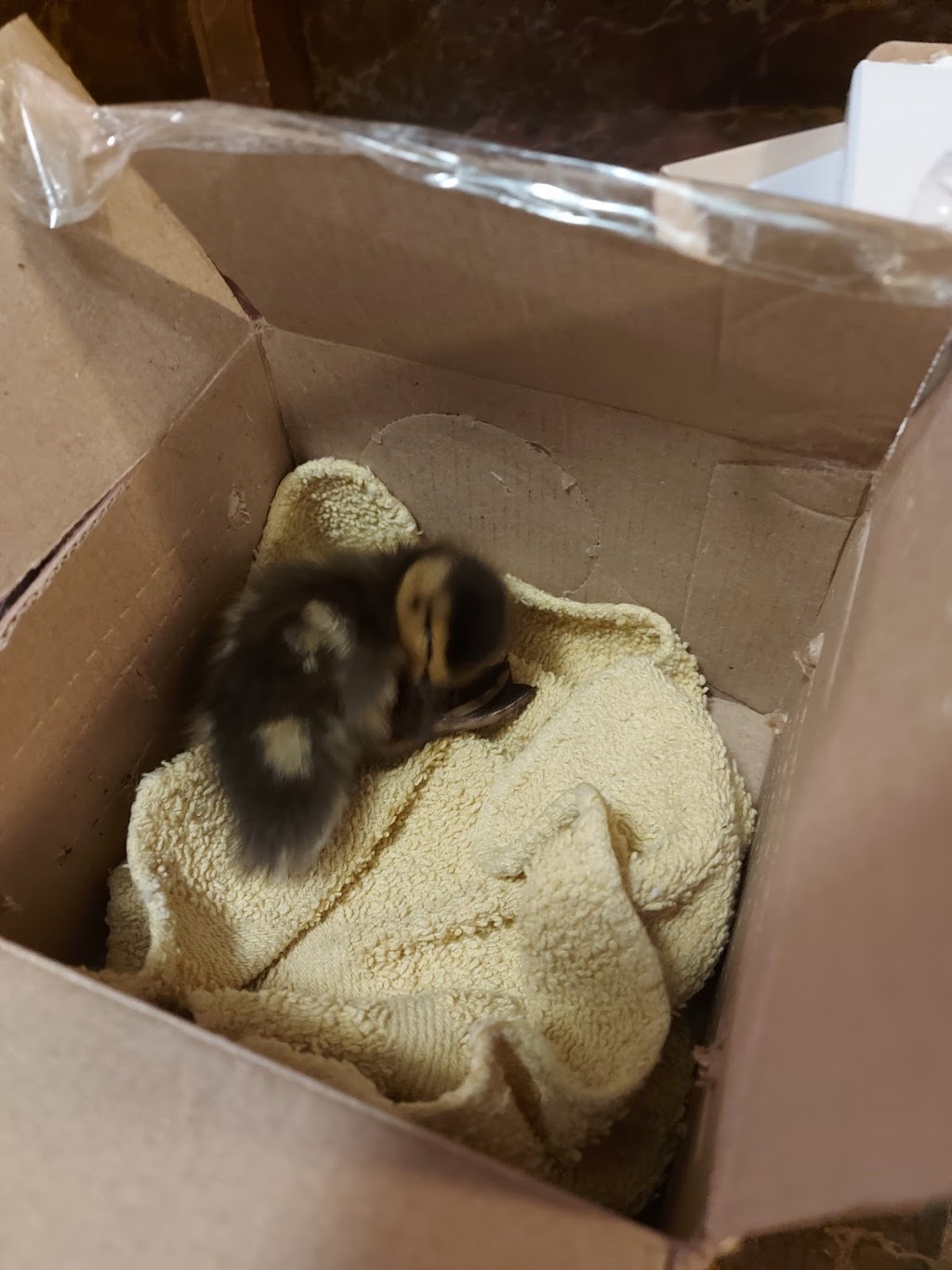 Coastal wildlife rescue and conflict resources services | 7871 Redrooffs Rd, Halfmoon Bay, BC V0N 1Y1, Canada | Phone: (604) 399-8502