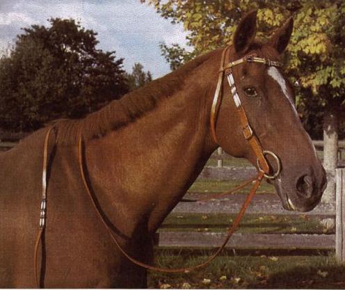 Leather Mark Saddlery | 26525 98 Ave, Maple Ridge, BC V2W 1K3, Canada | Phone: (778) 994-1580