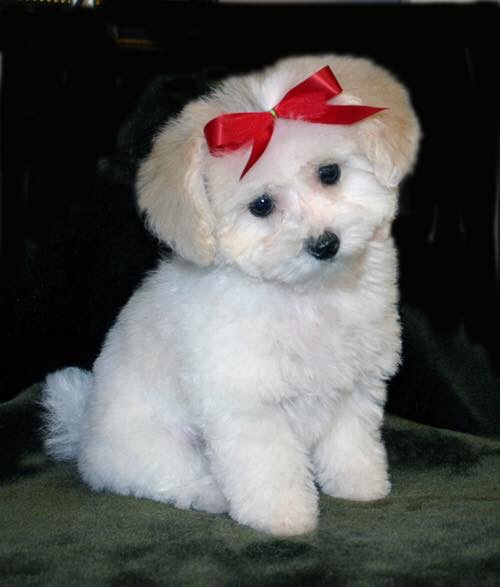 Sassytails Dog Grooming | 98 Ebury Crescent, London, ON N6C 3E2, Canada | Phone: (416) 414-6014