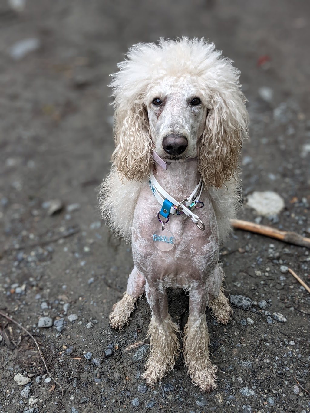 Balanced behavior canine | 1575 Graham Place, Ladysmith BC, V9G IKI, Ladysmith, BC V9G 1K1, Canada | Phone: (250) 618-7711