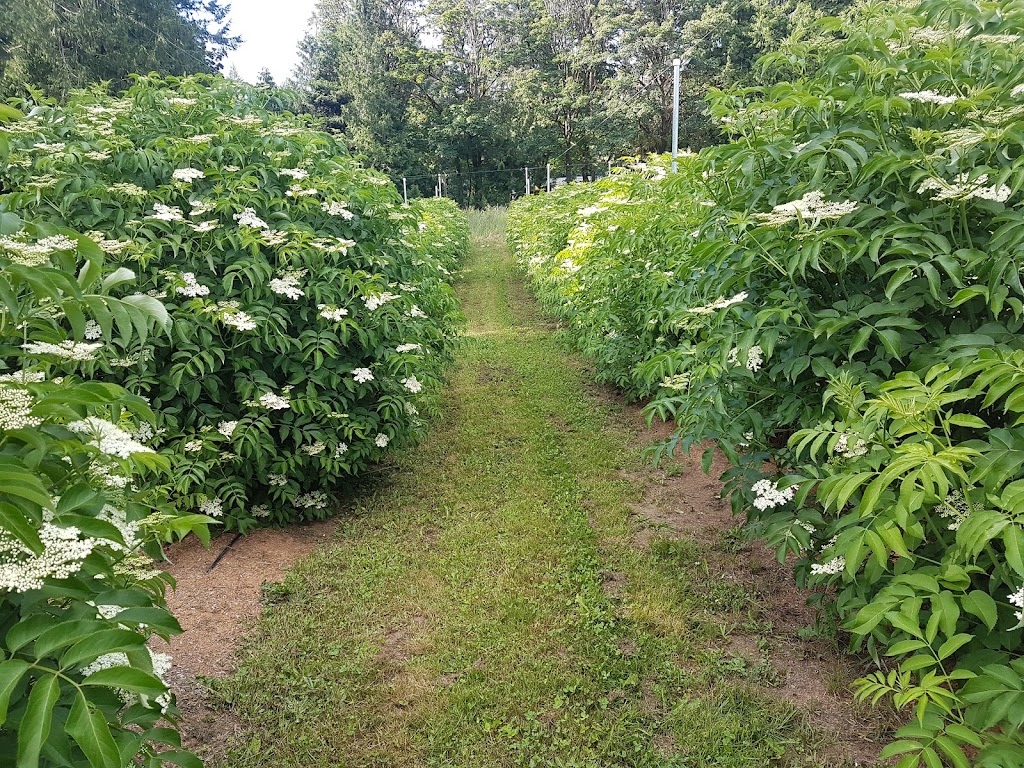Wise Elder Elderberry Farm | 3086 Wilkinson Rd, Mill Bay, BC V0R 2P2, Canada | Phone: (250) 710-0313