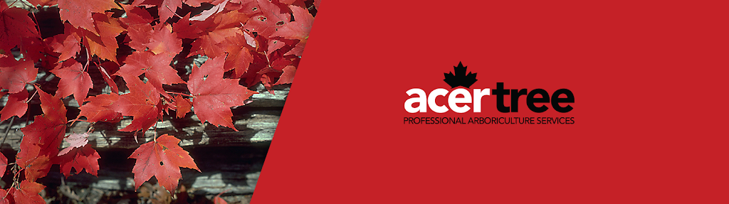 Acer Tree | 111 Arlington Ave, Oshawa, ON L1G 2N5, Canada | Phone: (905) 243-0225
