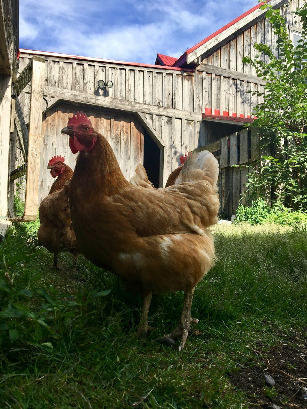 Ranch Tibalain | 209 Chemin de Béthanie, Béthanie, QC J0E 2L1, Canada | Phone: (514) 972-6789