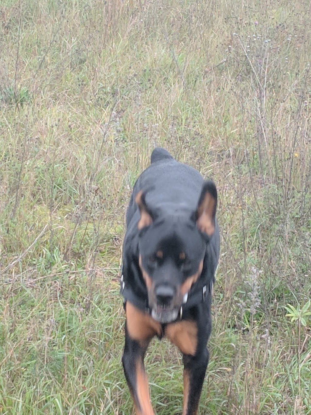 Stratford Dog Park | 159 Packham Rd, Stratford, ON N5A 6S4, Canada