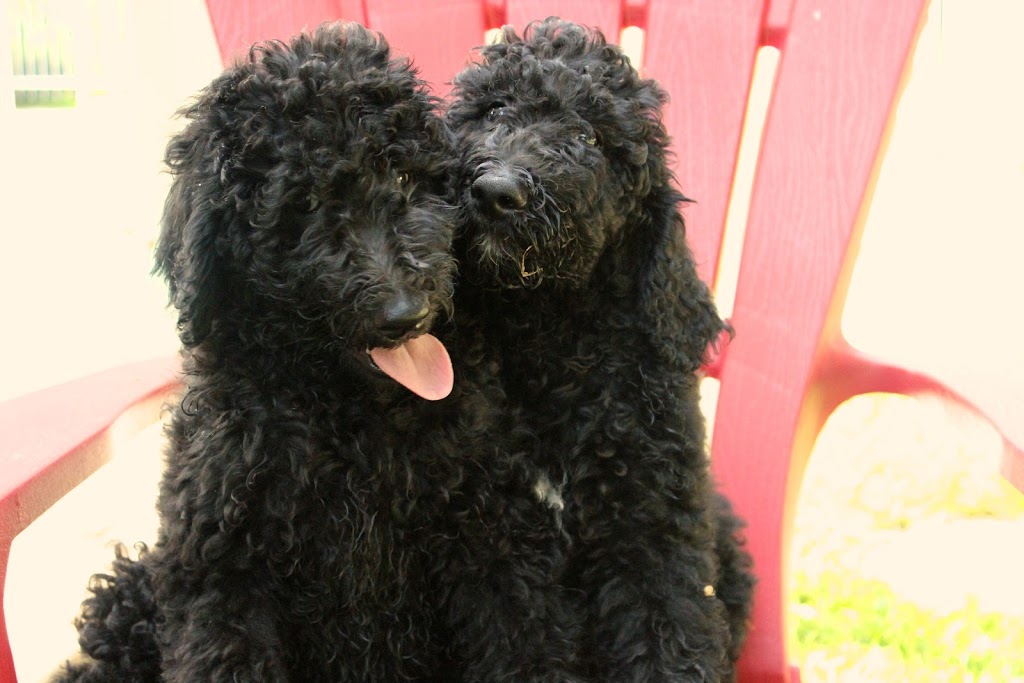 Elevage Harahel Goldendoodle | 292 Route 122, Saint-Guillaume, QC J0C 1L0, Canada | Phone: (819) 473-1972