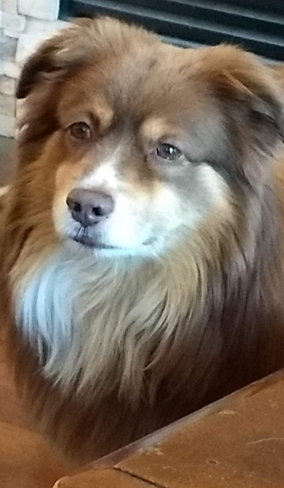 Global Pet Foods | 1154 Chemong Rd, Peterborough, ON K9H 7J6, Canada | Phone: (705) 743-2727