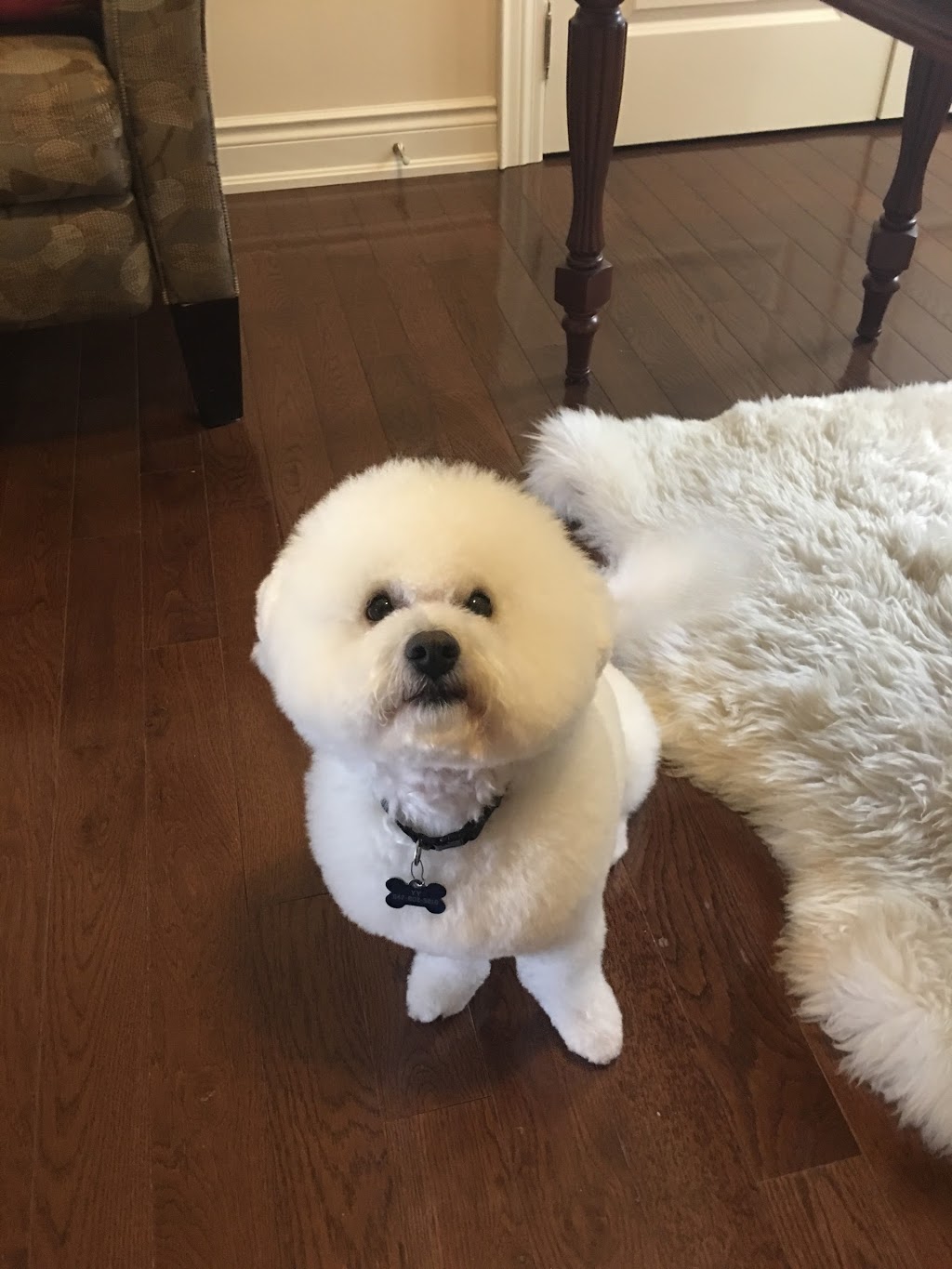 Top Dog Boutique and Spa Inc | 9184 Yonge St #15, Richmond Hill, ON L4C 7A1, Canada | Phone: (905) 882-1288