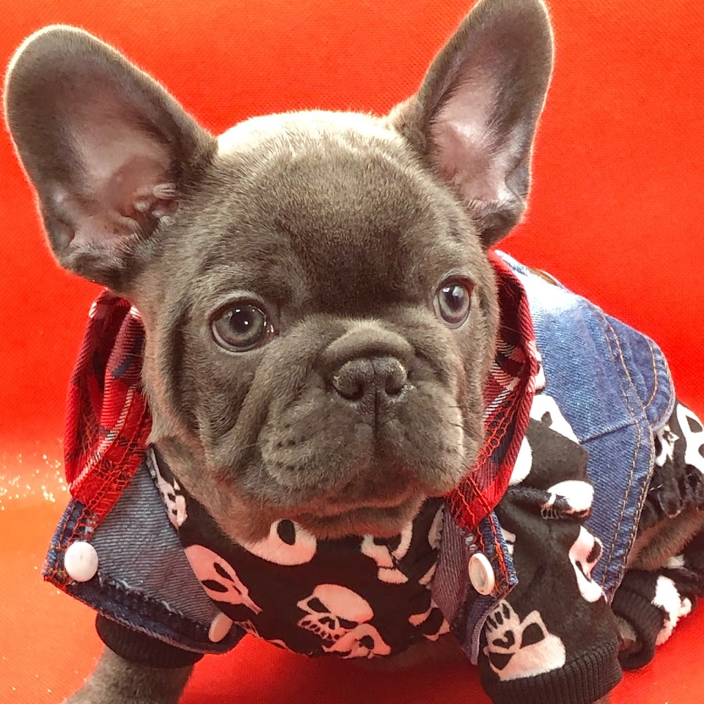 Unicorn French Bulldogs | Buckhorn Rd, Selwyn, ON K0L 2H0, Canada | Phone: (416) 755-0701