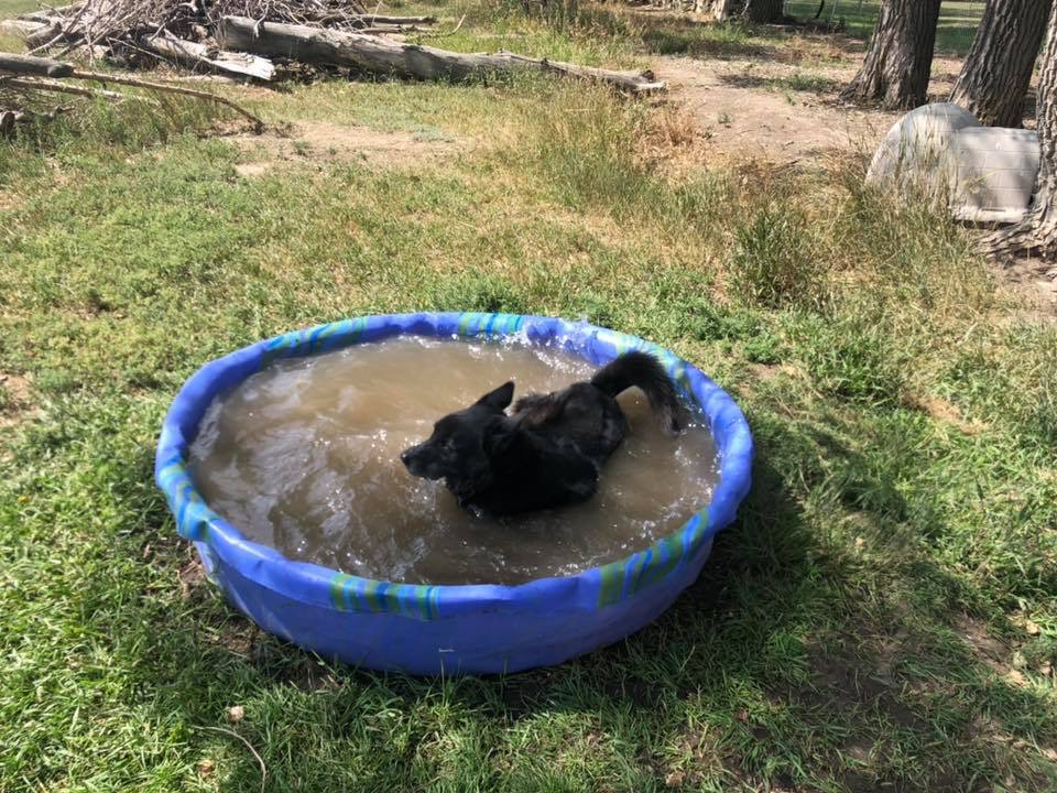 Kellys Kountry Kennels | Township Rd 104 & Range Rd 23-4, Nobleford, AB T0L 1S0, Canada | Phone: (403) 824-3905
