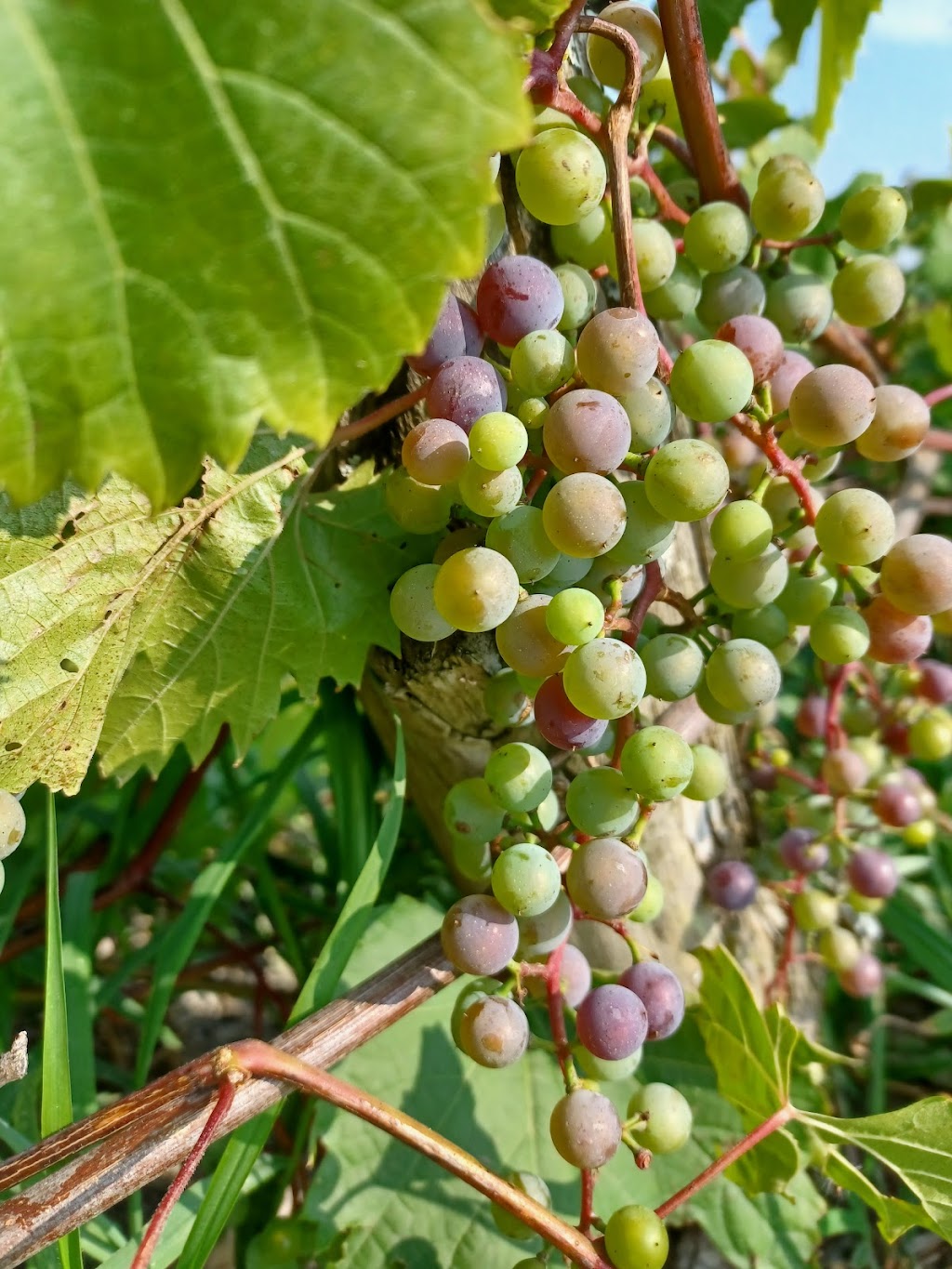 Vignoble Chemin de la Rivière | 1087 Chem. de la Rivière, Magog, QC J1X 3W5, Canada | Phone: (819) 847-1485