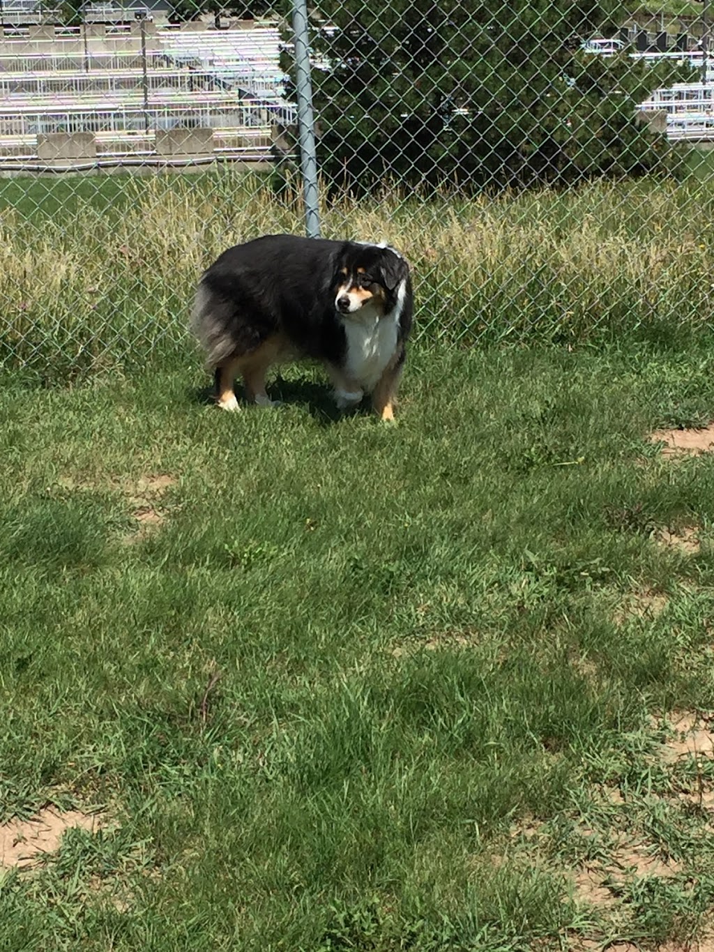 Barbaras Dog Walking Service | 27 Sumach St, Hamilton, ON L8H 6P7, Canada | Phone: (416) 951-8601
