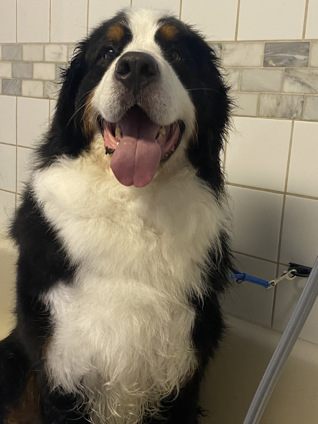 Topaws Grooming | 5302 Koksilah Rd, Duncan, BC V9L 6V3, Canada | Phone: (778) 455-2021