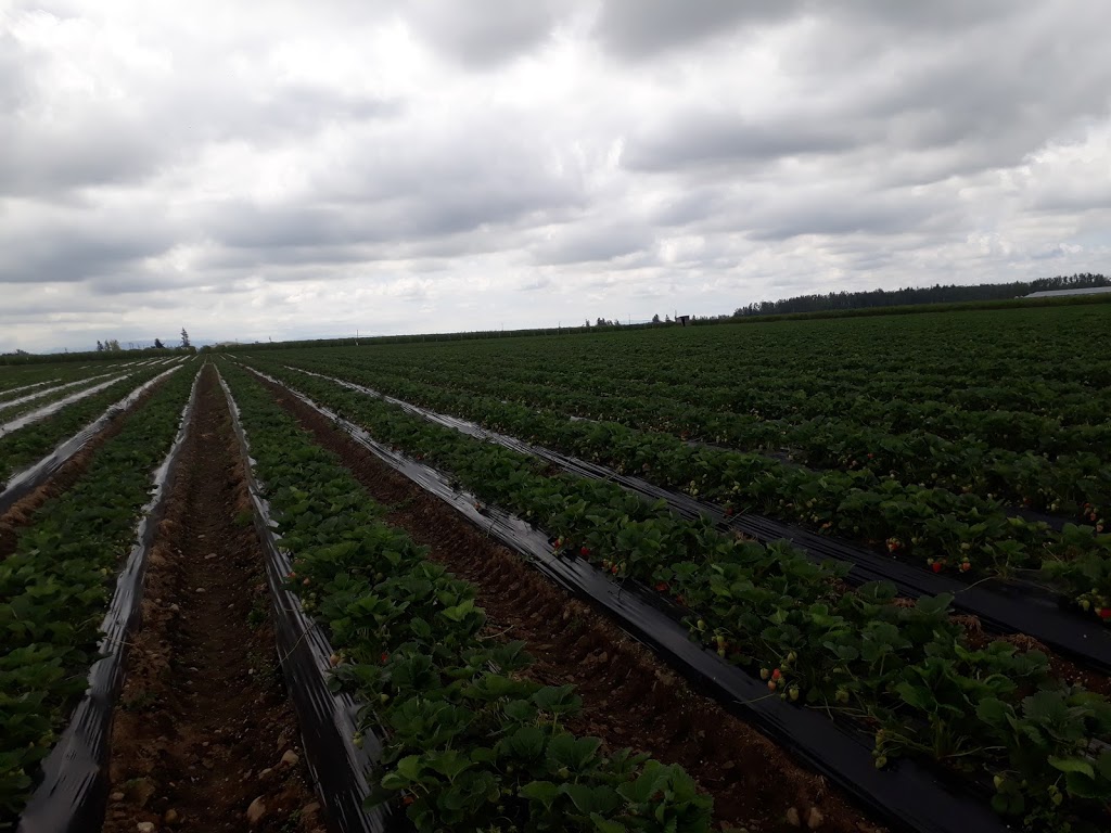 Berry Haven Farm | 320 Mount Lehman Rd, Abbotsford, BC V4X 2L4, Canada | Phone: (604) 859-6380