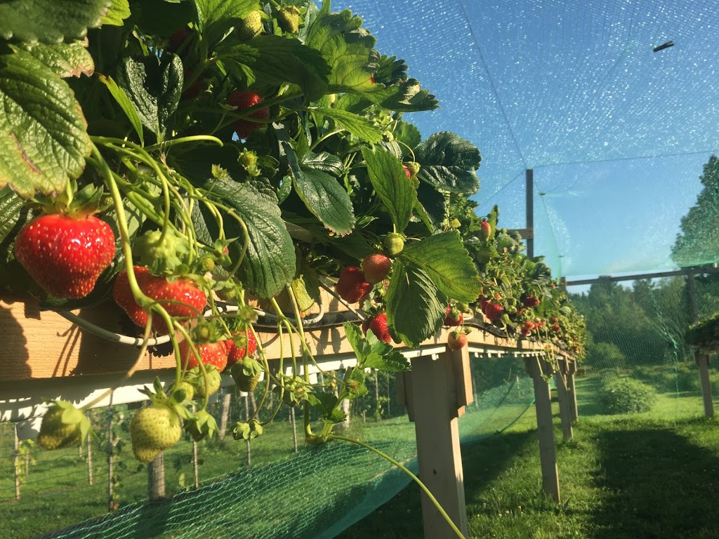 La Fruitière Des Cantons | 588 Chemin Allen, Shefford, QC J2M 1E7, Canada | Phone: (579) 488-2554