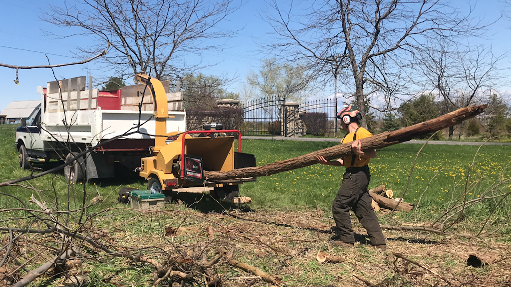 Southern Tree Service | 828254 Mulmur Nottawasaga Townline, Mulmur, ON L9V 0Y7, Canada | Phone: (705) 443-7789