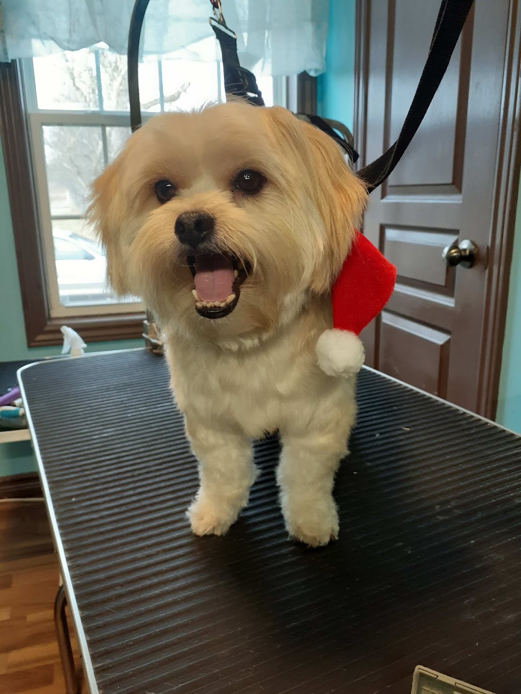 Hot Diggity Dog Grooming | 2160 Route 106, Allison, NB E1G 4L1, Canada | Phone: (506) 232-5934