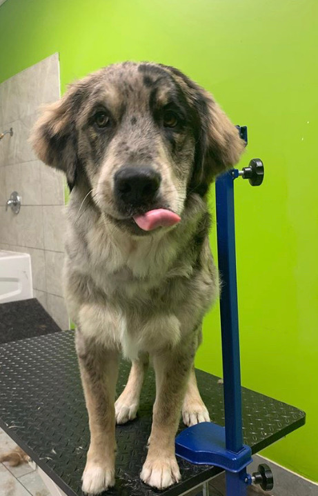 Pet Purfect | 5325 Harvester Rd, Burlington, ON L7L 5K4, Canada | Phone: (289) 348-5735