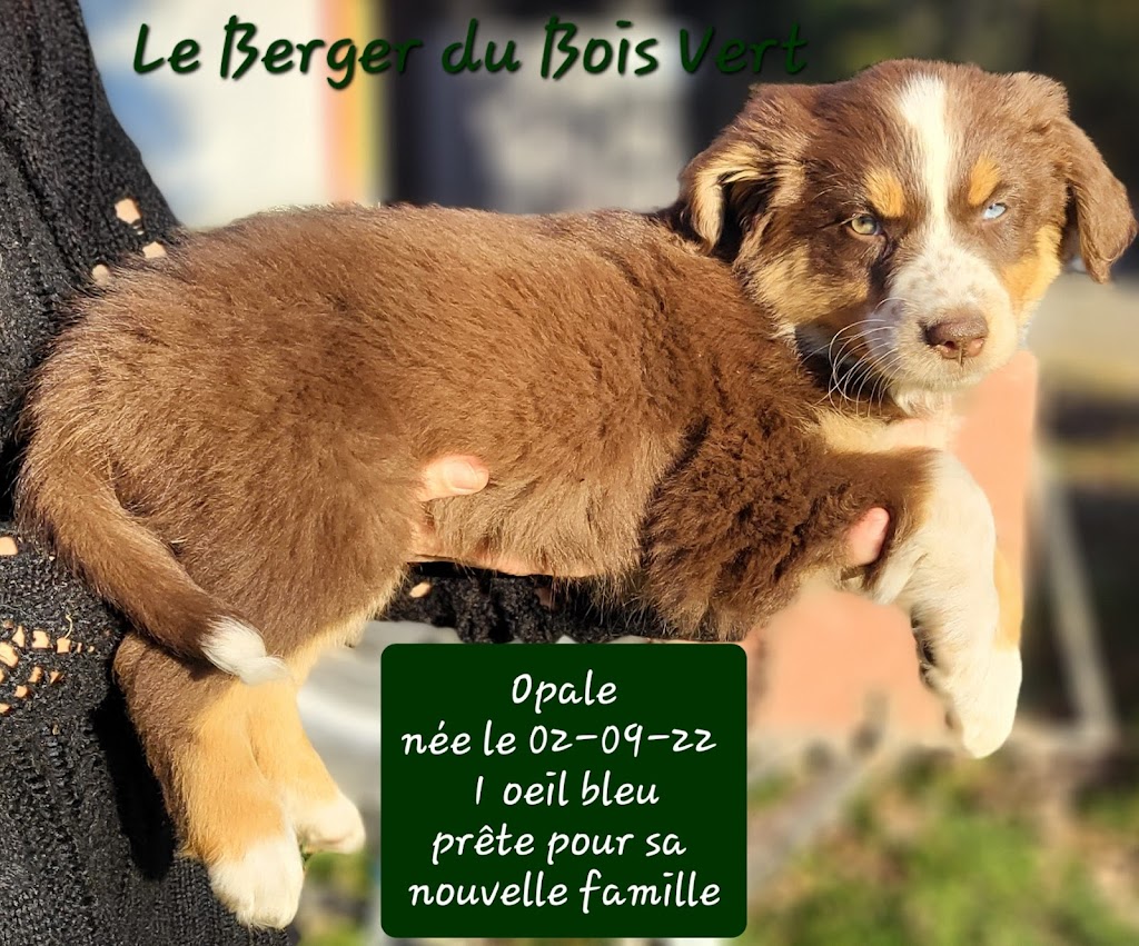Le Berger du Bois Vert | 806a Rang 8 et 9, Saint-Rémi-de-Tingwick, QC J0A 1K0, Canada | Phone: (819) 350-8036
