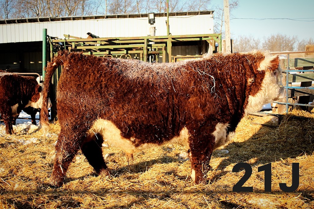 Acorn Ridge Polled Herefords | 27043 Rd 31N, Kleefeld, MB R0A 0V0, Canada | Phone: (204) 381-0721