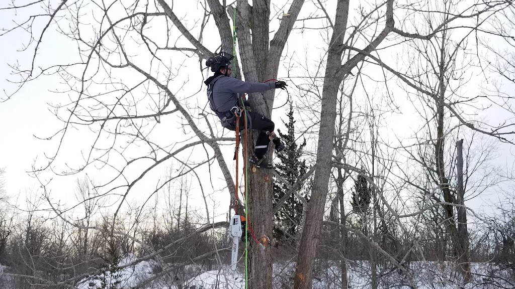 Skelton tree services | 239 Fitch St, Welland, ON L3C 4W3, Canada | Phone: (289) 501-7032