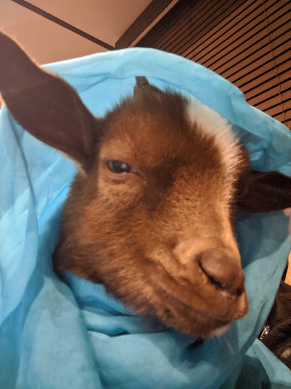 Lizzias Goat Yoga | 3 Weir Rd, Hamilton, ON L0R 1T0, Canada | Phone: (289) 644-7718