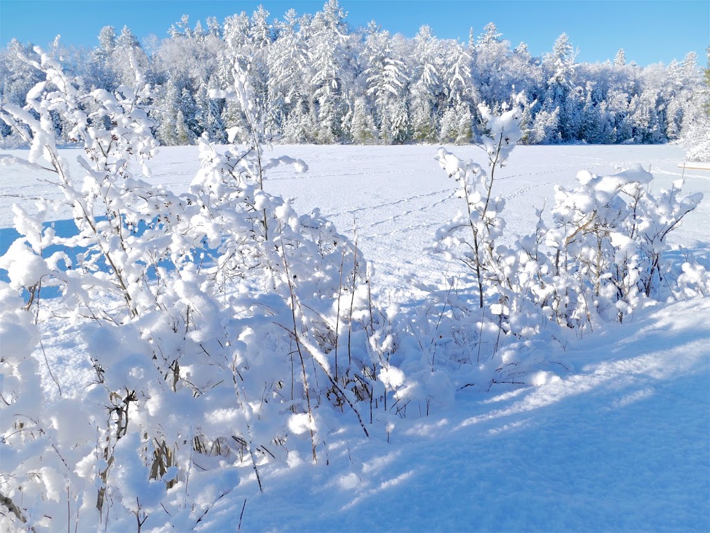 Camp des Bouleaux | 71 Chem. Pin Rouge, Grand-Remous, QC J0W 1E0, Canada | Phone: (819) 438-2164