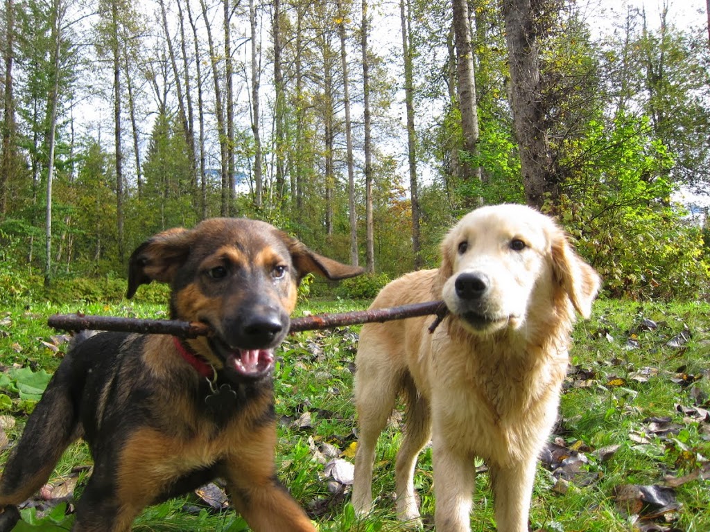 Ruths Pet Hotel | 1975 BC-99 #99, Mount Currie, BC V0N 2K0, Canada | Phone: (604) 894-5466