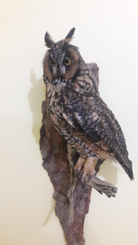 Forest City Taxidermy | 245 Hamilton Crescent, Dorchester, ON N0L 1G4, Canada | Phone: (519) 520-3024