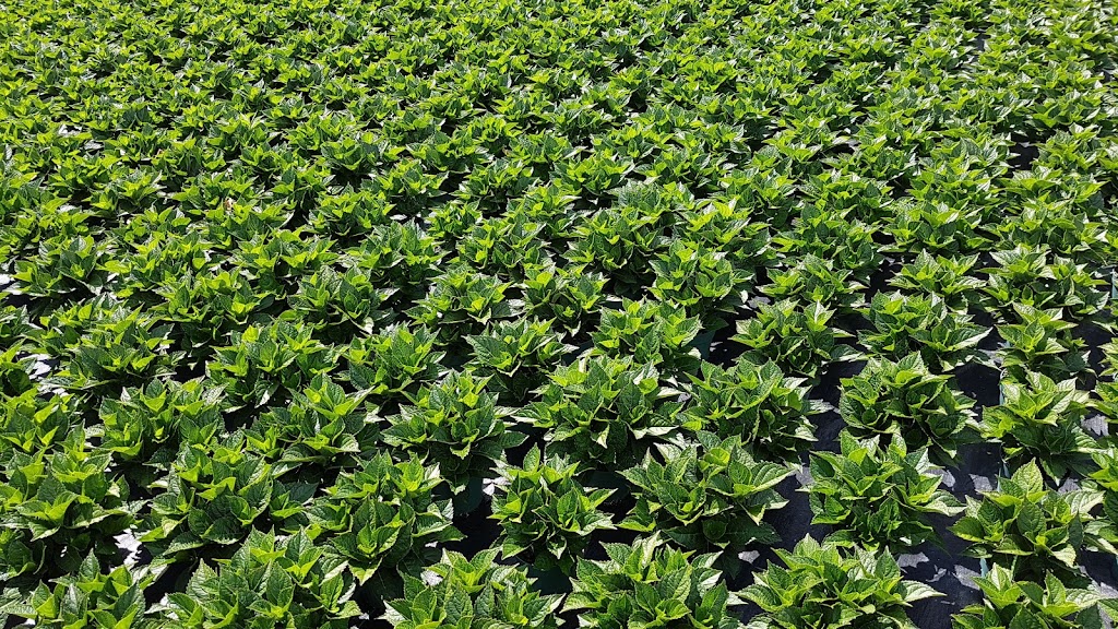 Kamps Hydrangea Inc | 4304 Twenty-Third St, Vineland Station, ON L0R 2E0, Canada | Phone: (905) 562-4568