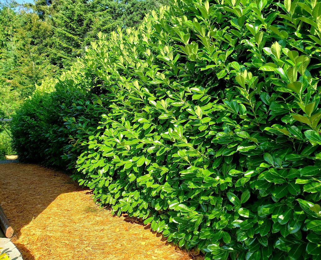 A.L.C. Lawn Care and Landscaping | Grovehill Rd, Bowser, BC V9K 2A3, Canada | Phone: (250) 508-5912