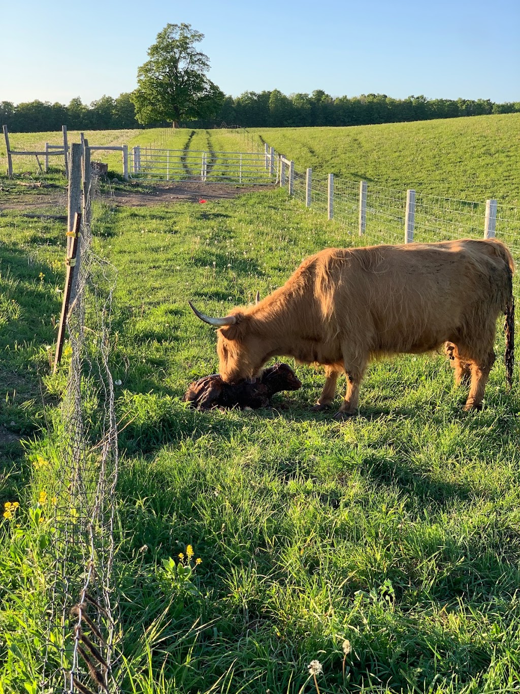 DNAs Farm | 45754 Fordwich Line, Clifford, ON N0G 1M0, Canada | Phone: (519) 573-5283