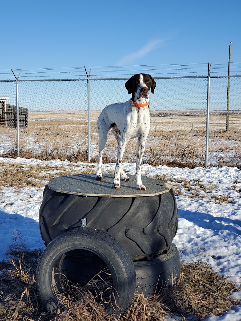 Paws and Claws Boarding Ltd. | 275072 Symons Valley Rd NW, Madden, AB T4B 2A3, Canada | Phone: (587) 436-7297
