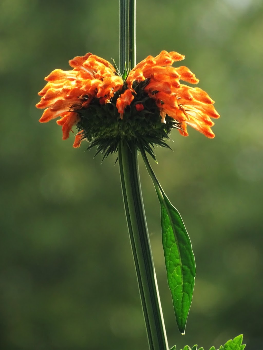 Valley Flowers Inc. | 2773 Lancaster Rd, Ottawa, ON K1B 4V8, Canada | Phone: (613) 244-0444