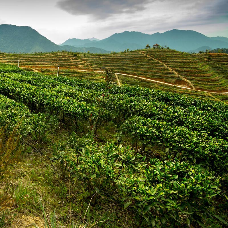Garden To Cup Organics | 22071 Fraserwood Way, Richmond, BC V6W 1J5, Canada | Phone: (877) 306-0721