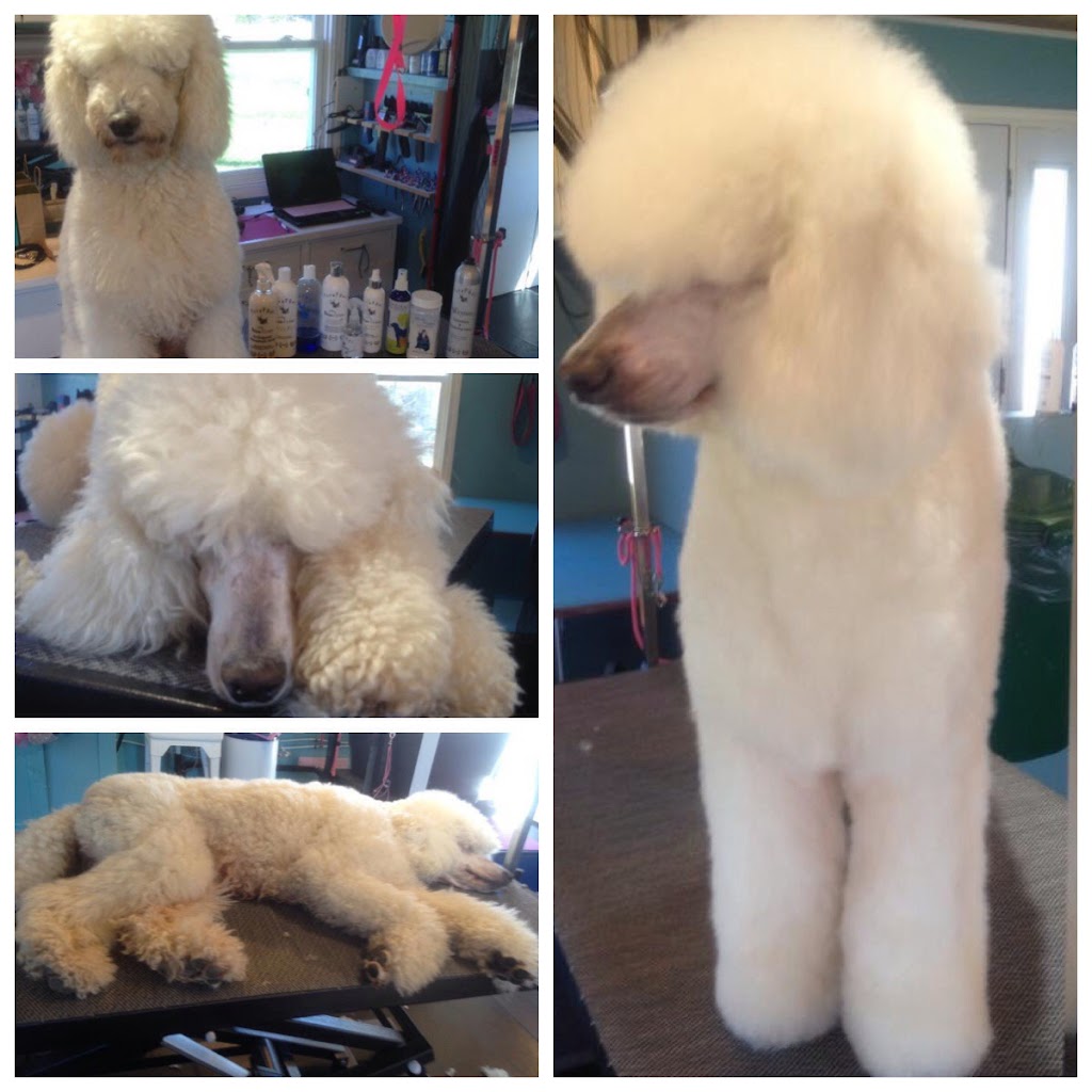 Posh Pet Grooming Studio | 60 Burnside Rd, Timber River, NB E4M 2K3, Canada | Phone: (506) 538-0195