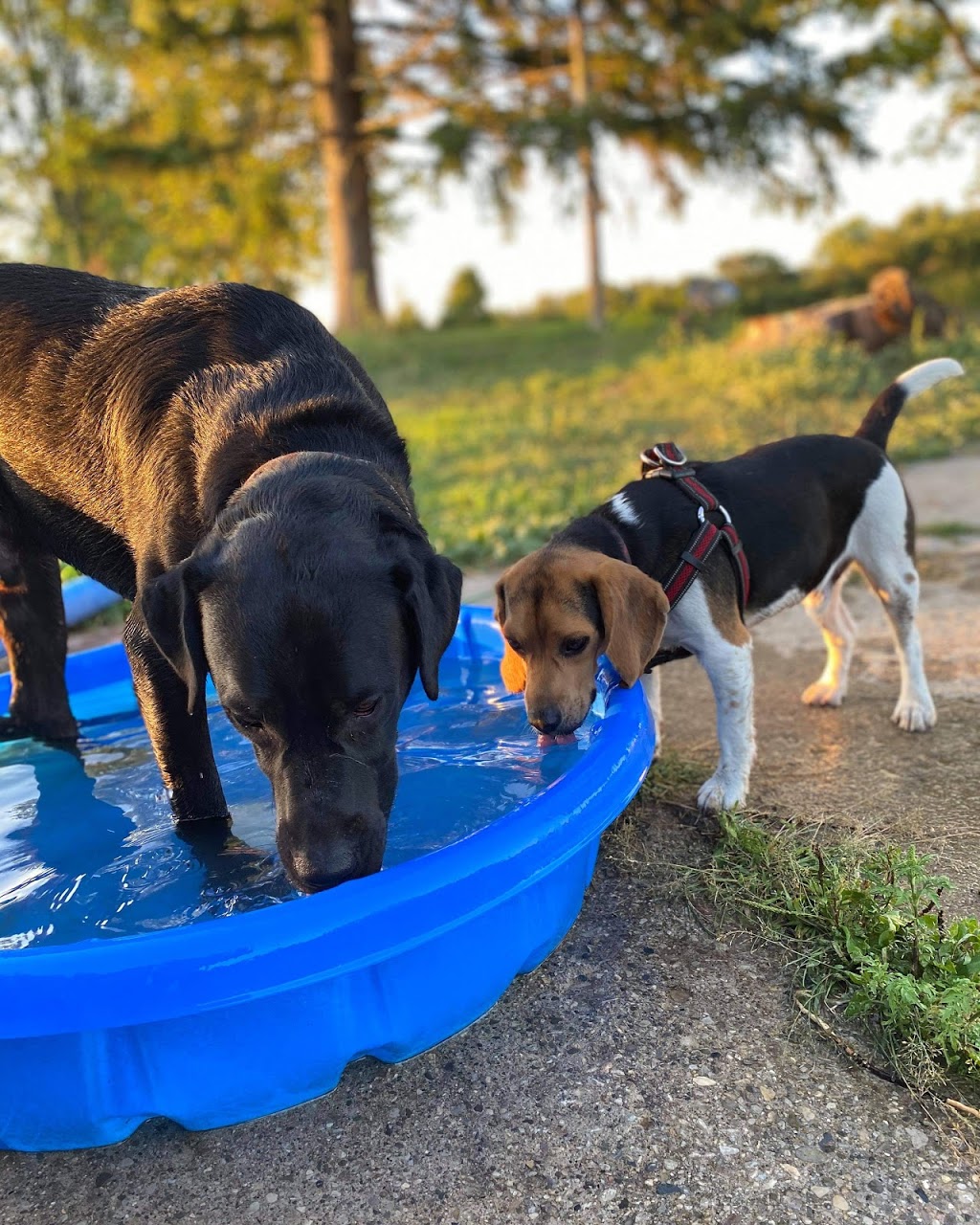 Doggie Stay n Play | 3936 Old Beverly Rd, Cambridge, ON N1R 5S7, Canada | Phone: (519) 503-9936