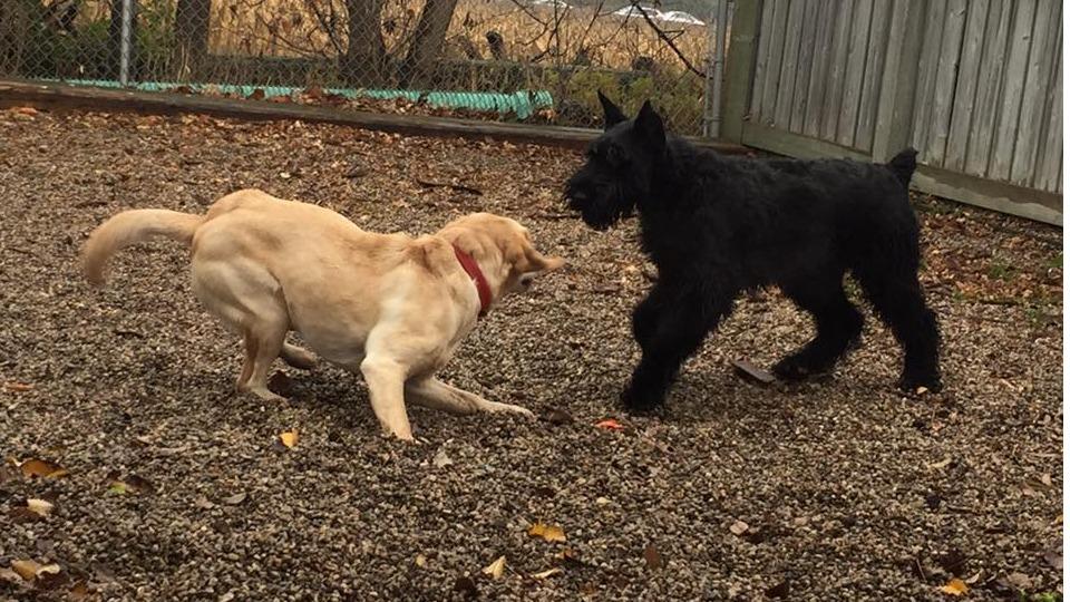Redwood Pet Resort | 7594 Auburn Rd, Milton, ON L9E 0T7, Canada | Phone: (905) 878-9410