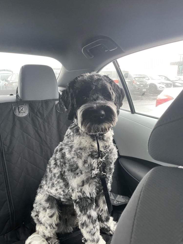 DANJEK KENNEL-Portuguese Water Dog (PWD) | #0000, Saint-Lazare, QC H0H 0H0, Canada | Phone: (514) 588-2051