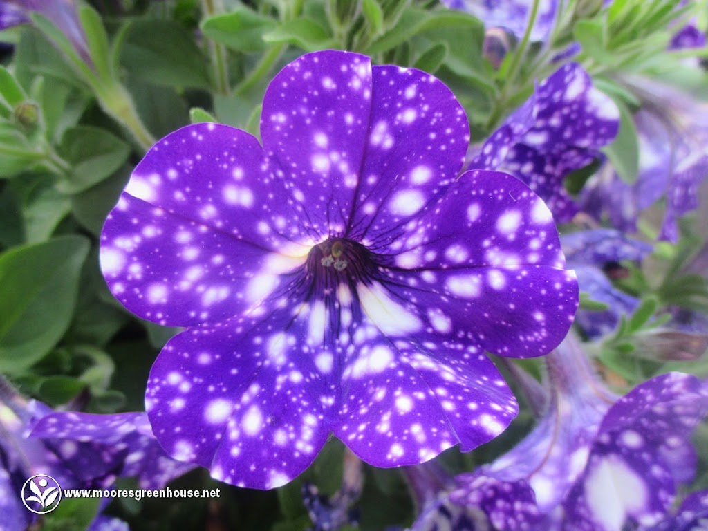 Moores Greenhouse | 243003 Range Road 240, Wheatland County, AB T1P 2C2, Canada | Phone: (403) 934-4885