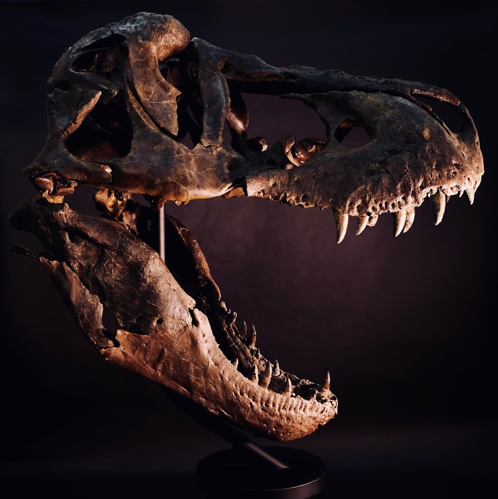 Dino Lab Inc. | 491 Dupplin Rd #2, Victoria, BC V8Z 1B8, Canada | Phone: (778) 966-3466